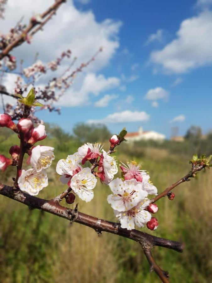 Schifoni Villa Ulivella מראה חיצוני תמונה